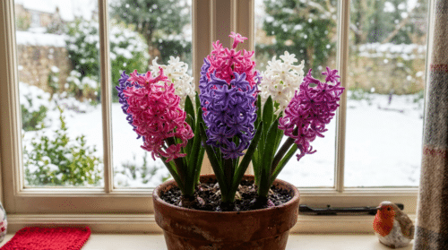 discover why christmas hyacinths wilt and learn a clever trick to keep their blooms fresh until next year. ensure your festive flowers stay vibrant and beautiful through the season.